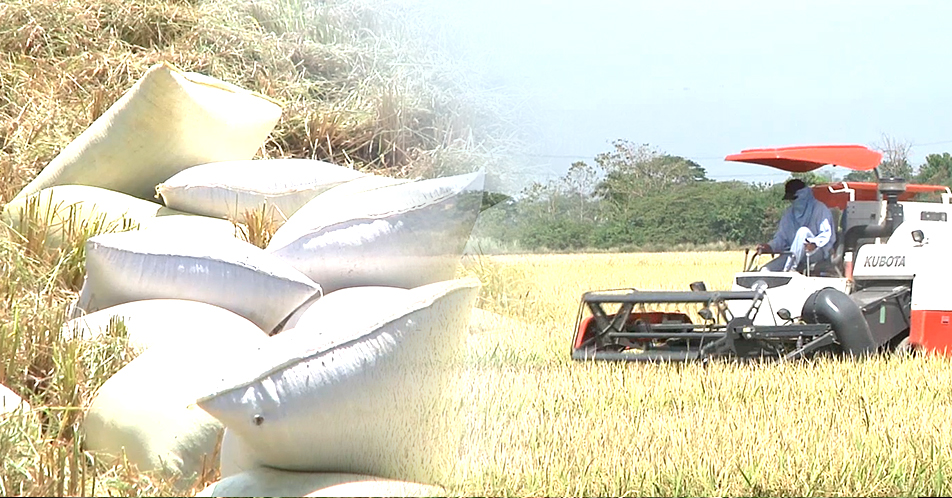 Mga magsasaka sa bayan ng Talavera, dumadaing sa mababang presyo ng palay