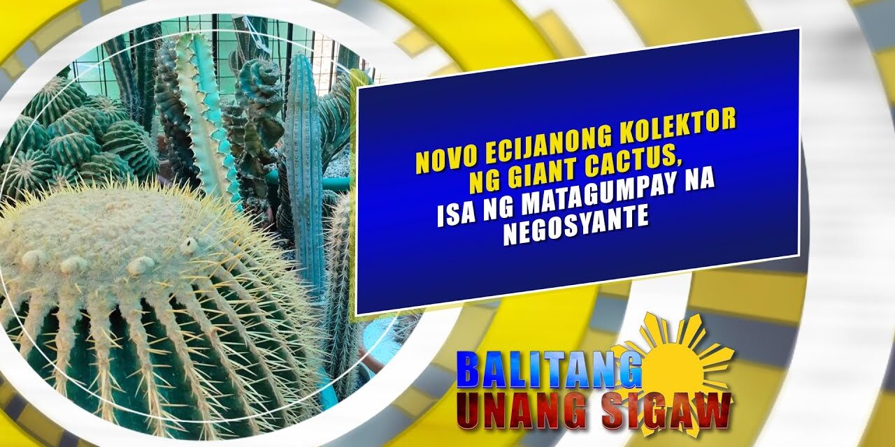 Novo Ecijanong kolektor ng Giant Cactus, isa ng matagumpay na negosyante