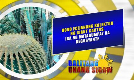 Novo Ecijanong kolektor ng Giant Cactus, isa ng matagumpay na negosyante