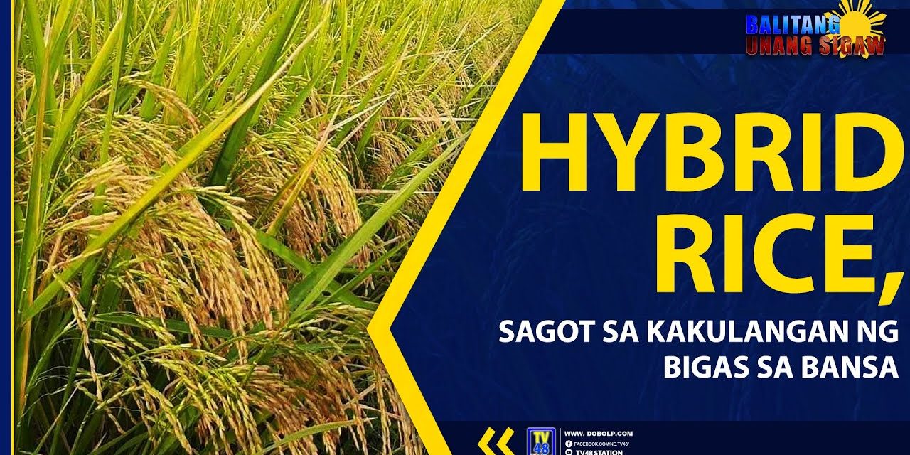 HYBRID RICE, SAGOT SA KAKULANGAN NG BIGAS SA BANSA