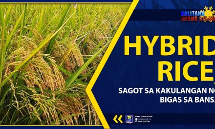HYBRID RICE, SAGOT SA KAKULANGAN NG BIGAS SA BANSA