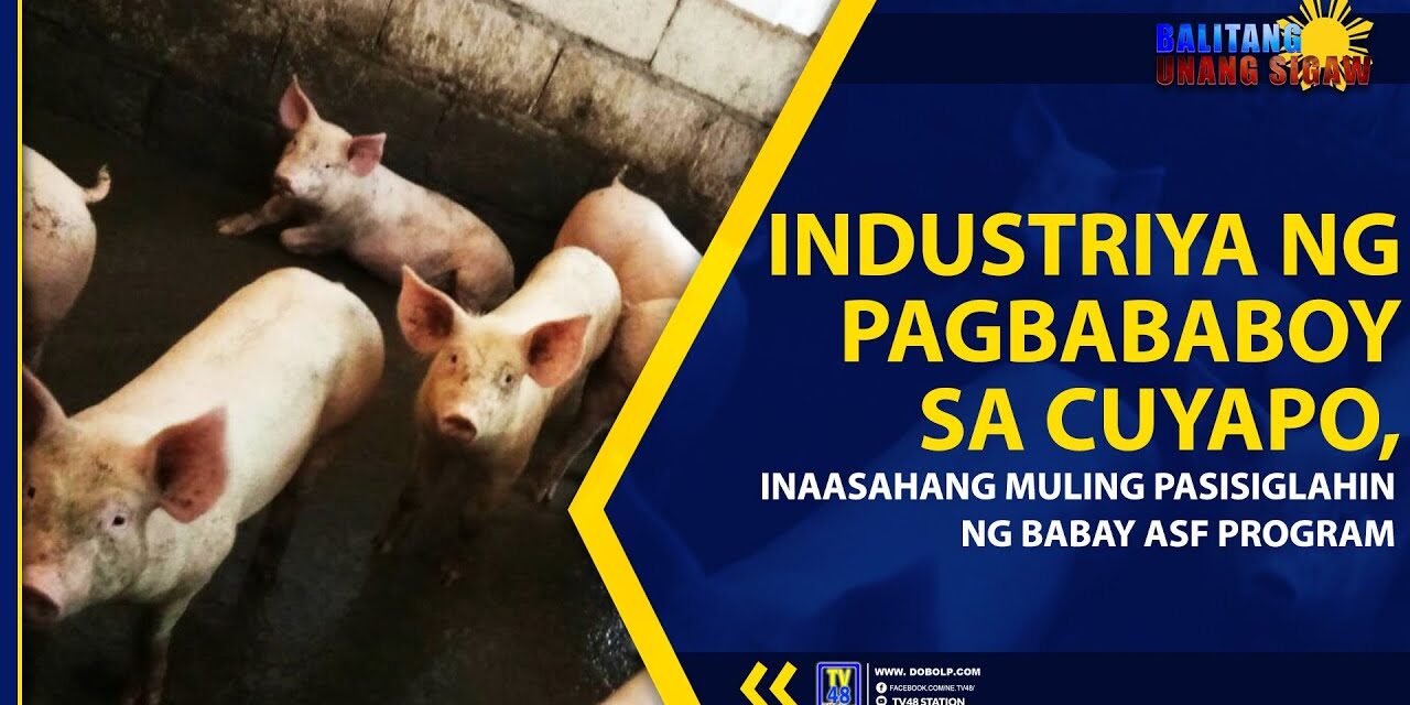INDUSTRIYA NG PAGBABABOY SA CUYAPO, INAASAHANG MULING PASISIGLAHIN NG BABAY ASF PROGRAM