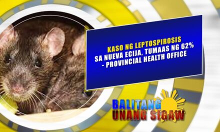 KASO NG LEPTOSPIROSIS SA NUEVA ECIJA, TUMAAS NG 62%- PROVINCIAL HEALTH OFFICE