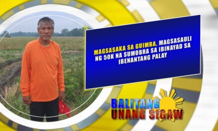 MAGSASAKA SA GUIMBA, MAGSASAULI NG 50K NA SUMOBRA SA IBINAYAD SA IBENANTANG PALAY