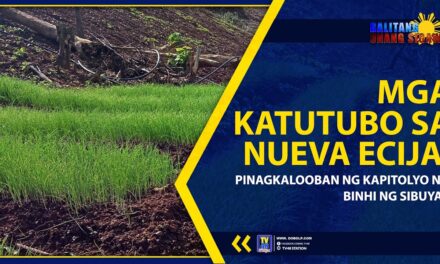 MGA KATUTUBO SA NUEVA ECIJA, PINAGKALOOBAN NG KAPITOLYO NG BINHI NG SIBUYAS