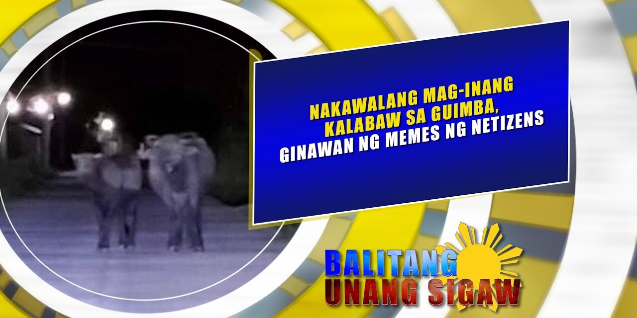 NAKAWALANG MAG INANG KALABAW SA GUIMBA, GINAWAN NG MEMES NG NETIZENS
